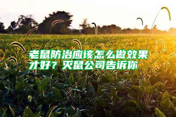 老鼠防治應(yīng)該怎么做效果才好？滅鼠公司告訴你