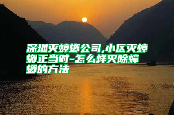 深圳滅蟑螂公司,小區滅蟑螂正當時-怎么樣滅除蟑螂的方法