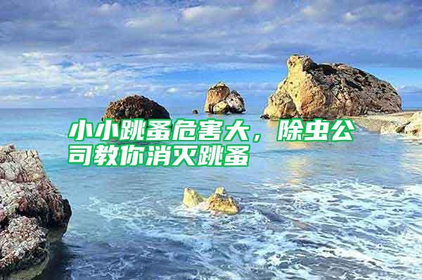 小小跳蚤危害大，除蟲公司教你消滅跳蚤