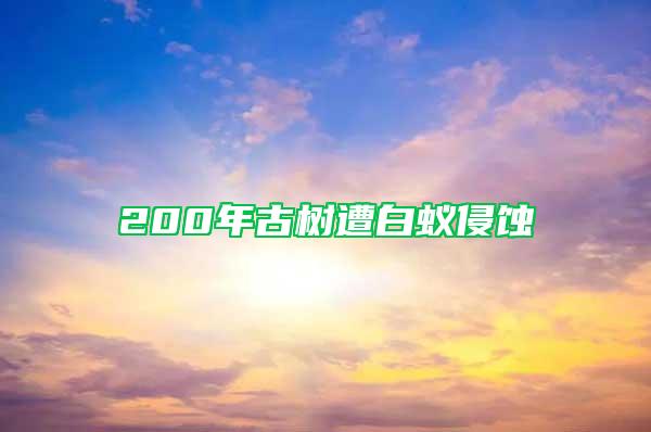 200年古樹遭白蟻侵蝕