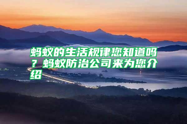 螞蟻的生活規律您知道嗎？螞蟻防治公司來為您介紹