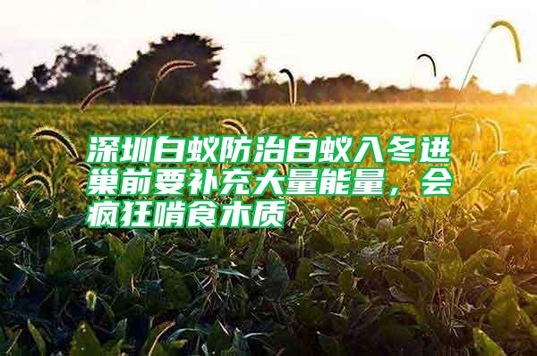 深圳白蟻防治白蟻入冬進巢前要補充大量能量，會瘋狂啃食木質