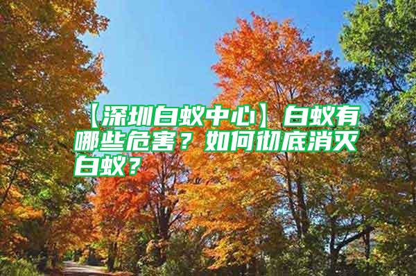 【深圳白蟻中心】白蟻有哪些危害？如何徹底消滅白蟻？