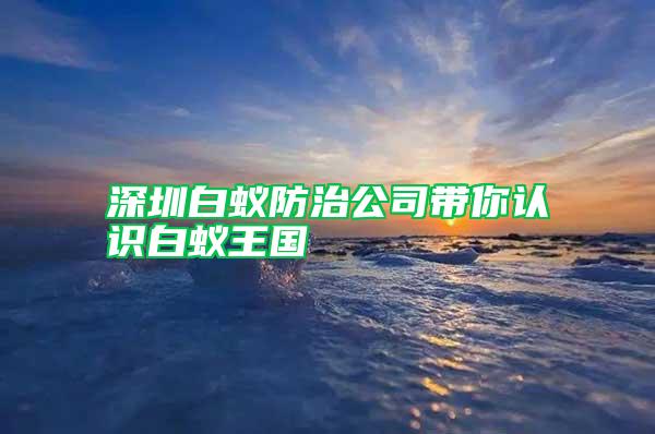 深圳白蟻防治公司帶你認識白蟻王國