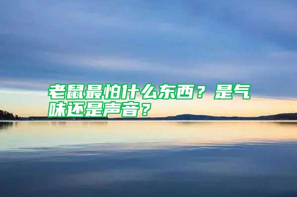 老鼠最怕什么東西？是氣味還是聲音？