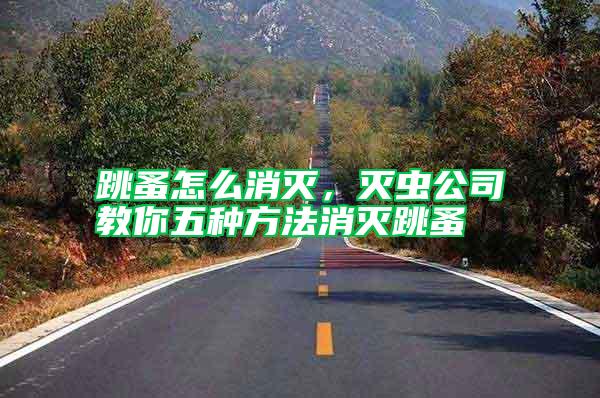 跳蚤怎么消滅，滅蟲公司教你五種方法消滅跳蚤