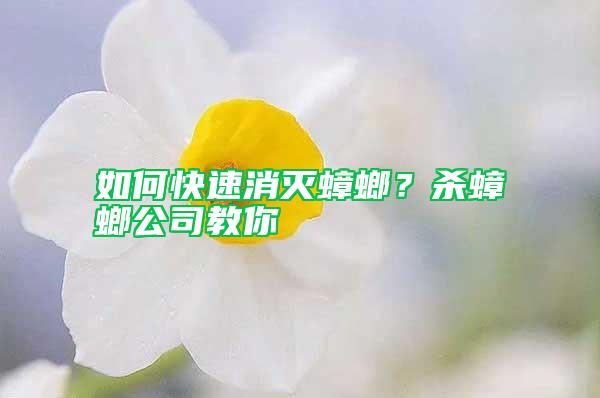 如何快速消滅蟑螂？殺蟑螂公司教你