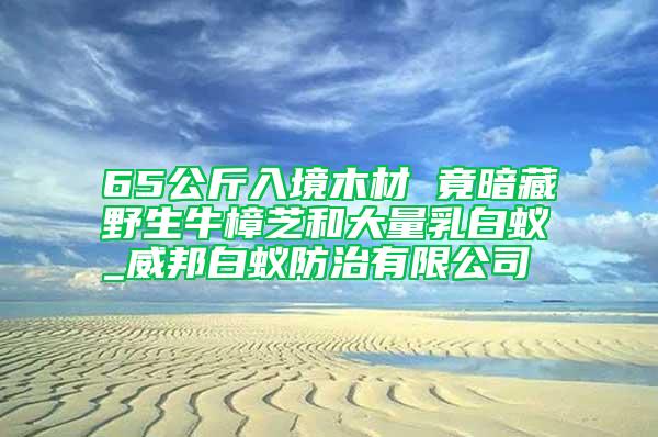 65公斤入境木材 竟暗藏野生牛樟芝和大量乳白蟻_威邦白蟻防治有限公司