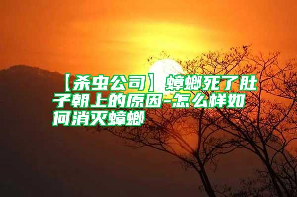 【殺蟲(chóng)公司】蟑螂死了肚子朝上的原因-怎么樣如何消滅蟑螂