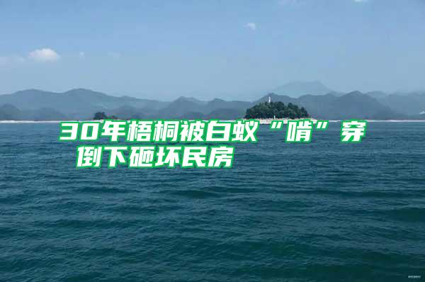 30年梧桐被白蟻“啃”穿 倒下砸壞民房