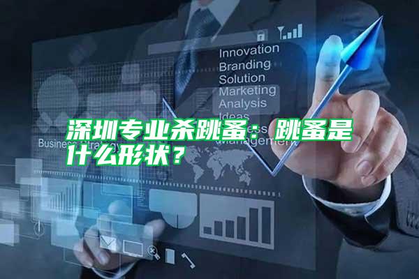 深圳專業殺跳蚤：跳蚤是什么形狀？