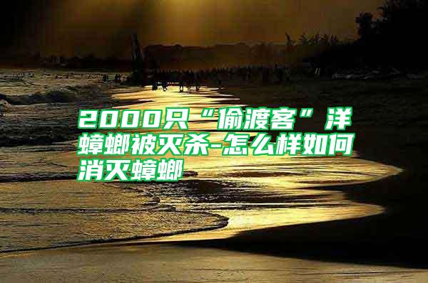 2000只“偷渡客”洋蟑螂被滅殺-怎么樣如何消滅蟑螂