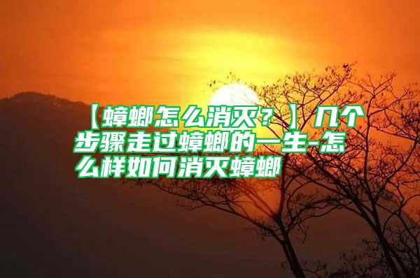 【蟑螂怎么消滅？】幾個步驟走過蟑螂的一生-怎么樣如何消滅蟑螂