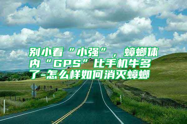 別小看“小強(qiáng)”，蟑螂體內(nèi)“GPS”比手機(jī)牛多了-怎么樣如何消滅蟑螂