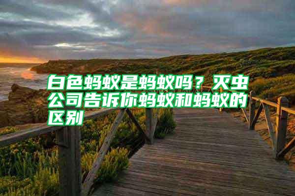 白色螞蟻是螞蟻嗎？滅蟲公司告訴你螞蟻和螞蟻的區別