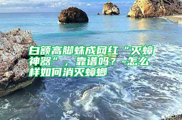 白額高腳蛛成網紅“滅蟑神器”，靠譜嗎？-怎么樣如何消滅蟑螂