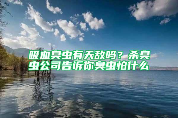 吸血臭蟲有天敵嗎？殺臭蟲公司告訴你臭蟲怕什么