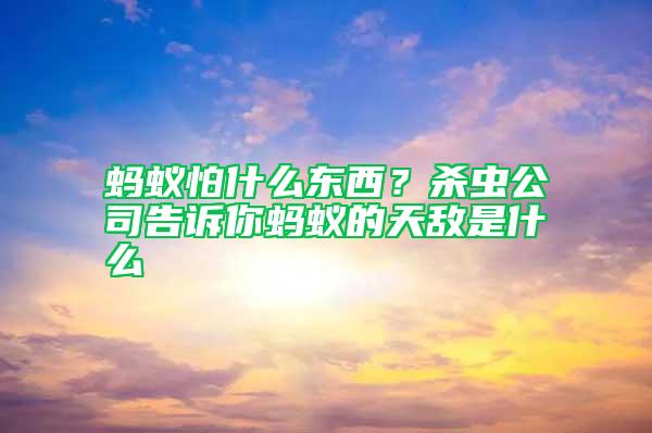 螞蟻怕什么東西？殺蟲公司告訴你螞蟻的天敵是什么