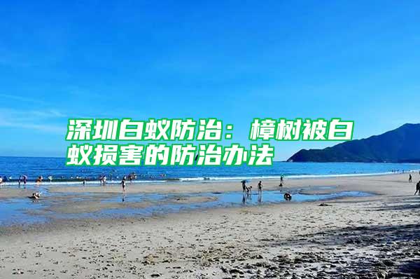 深圳白蟻防治：樟樹被白蟻損害的防治辦法