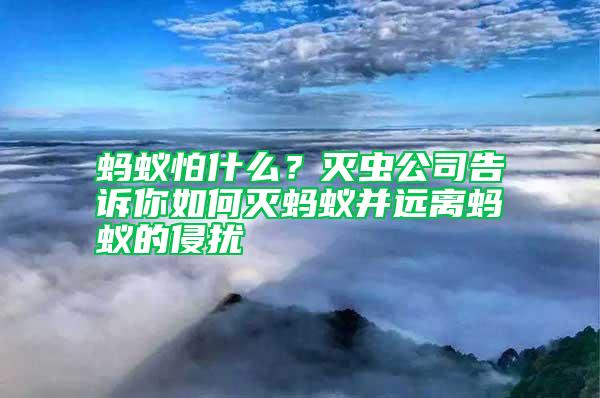 螞蟻怕什么？滅蟲公司告訴你如何滅螞蟻并遠(yuǎn)離螞蟻的侵?jǐn)_