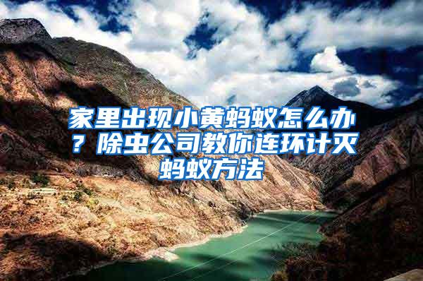 家里出現小黃螞蟻怎么辦？除蟲公司教你連環(huán)計滅螞蟻方法