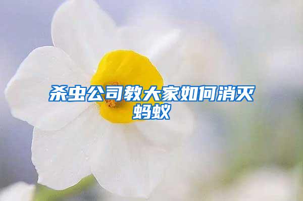 殺蟲公司教大家如何消滅螞蟻