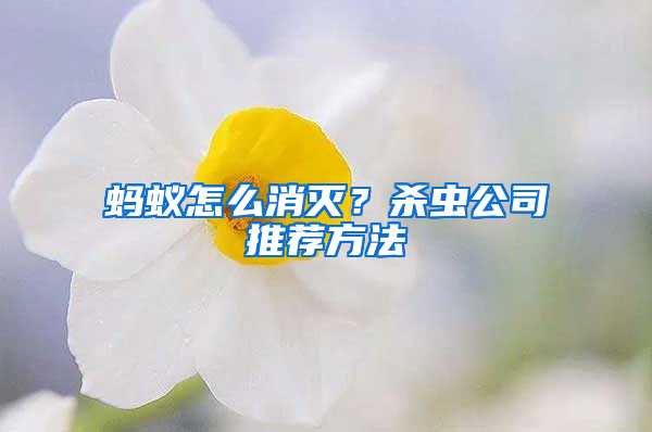 螞蟻怎么消滅？殺蟲公司推薦方法