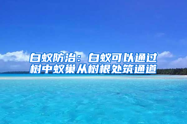 白蟻防治：白蟻可以通過樹中蟻巢從樹根處筑通道