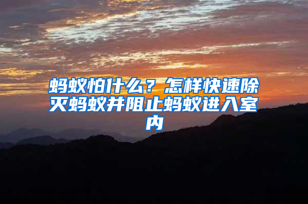 螞蟻怕什么？怎樣快速除滅螞蟻并阻止螞蟻進入室內