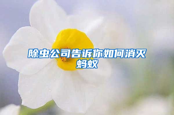 除蟲公司告訴你如何消滅螞蟻