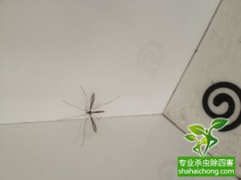 除四害公司如何防治蚊子