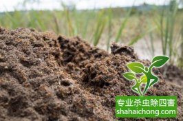 深圳白蟻防治：預(yù)防為主、防治結(jié)合、綜合治理