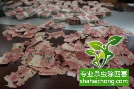 深圳白蟻防治公司介紹正確滅白蟻方法