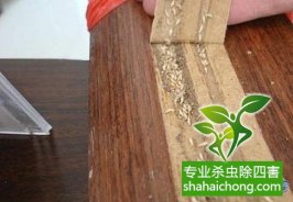 深圳白蟻防治的特點以及防治方法