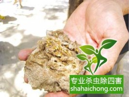 深圳白蟻防治公司介紹發現白蟻正確的處理方法