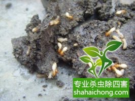 深圳白蟻防治公司教您如何有效的白蟻防治