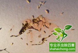 深圳白蟻防治公司 白蟻飛光了，是不是就不要防治了？-