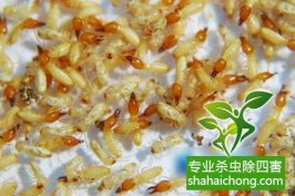 深圳白蟻防治：只要有木材和纖維之類材料的地方