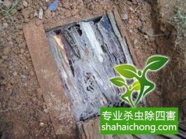 深圳白蟻防治公司教您認識白蟻