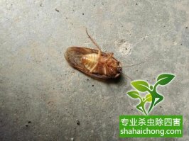 深圳滅蟑螂公司介紹商超蟑螂多的原因-怎么樣滅除蟑螂的方法