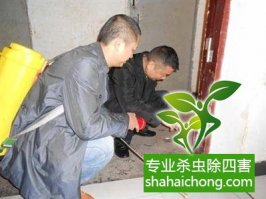 深圳白蟻防治方法