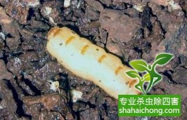 深圳白蟻防治公司 房屋白蟻防治 裝修殺白蟻  羅湖深圳專業滅白蟻服務